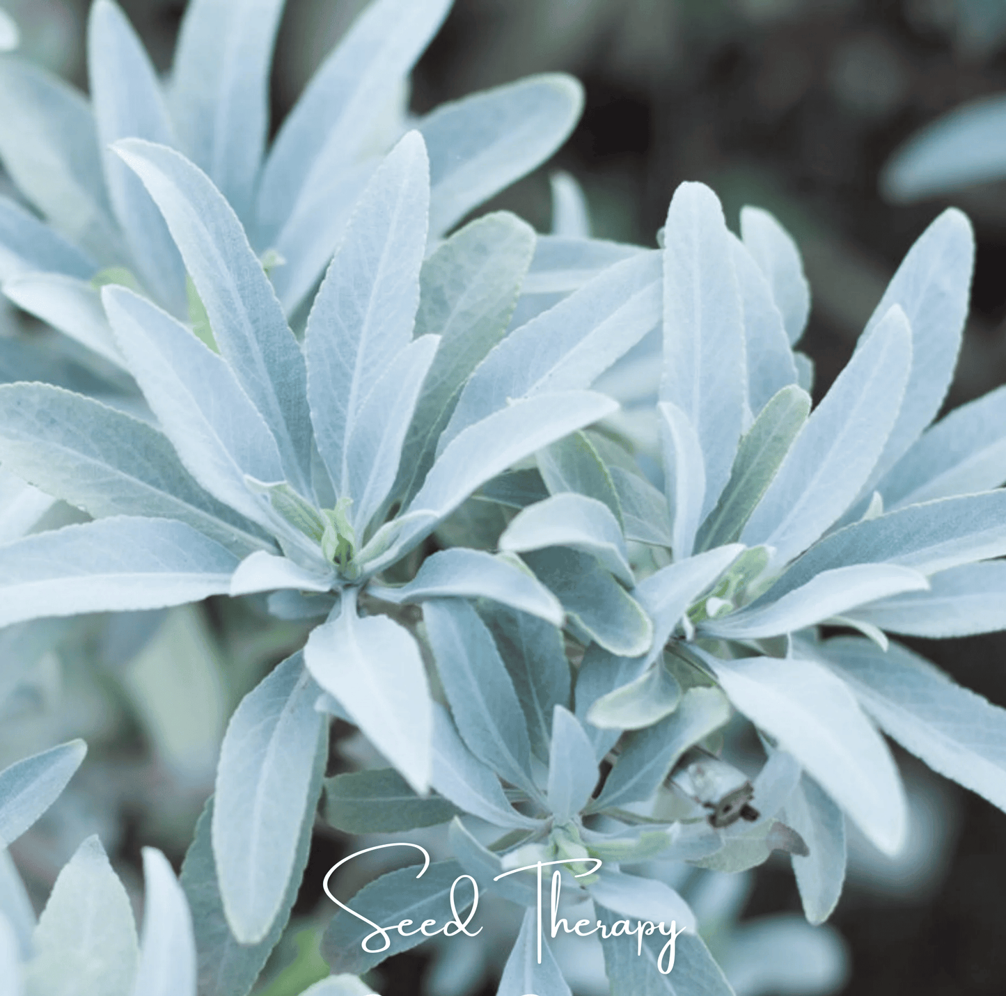 White Sage – 50 Seeds