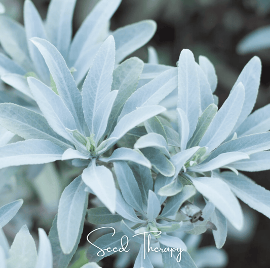 White Sage – 50 Seeds