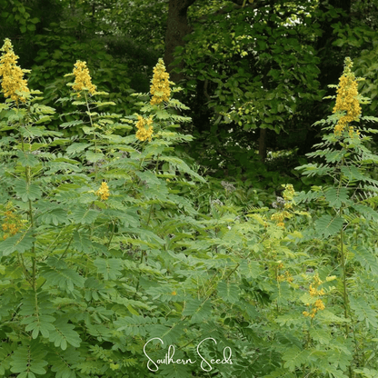 Wild Senna – 20 Seeds