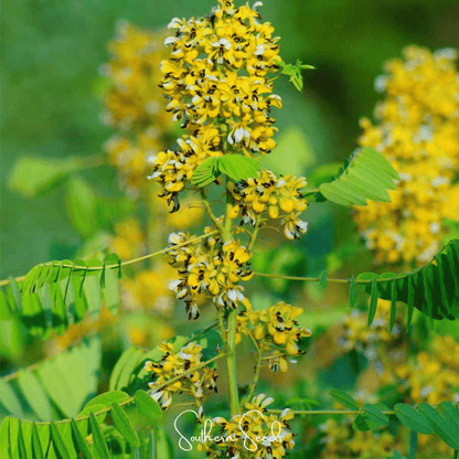 Wild Senna – 20 Seeds