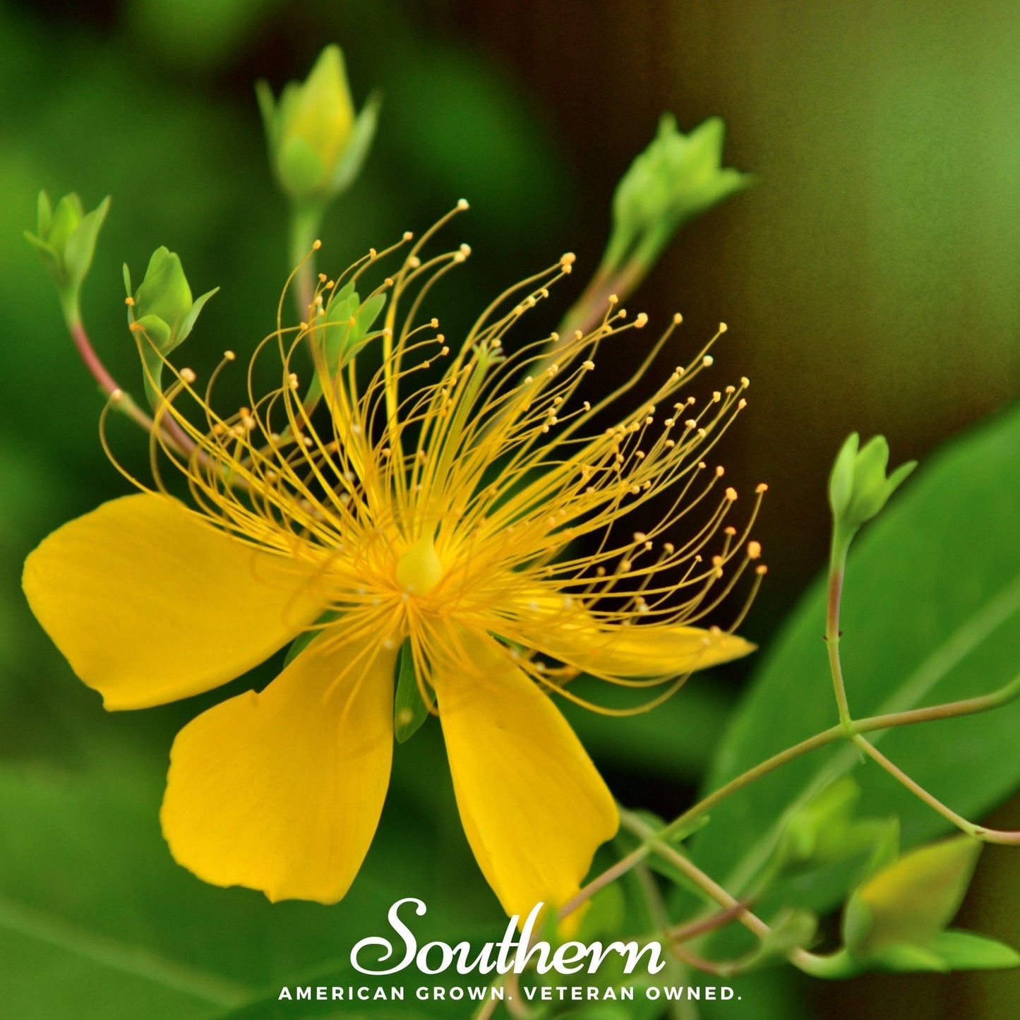Greater St. John’s Wort – 100 Seeds