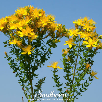 Greater St. John’s Wort – 100 Seeds