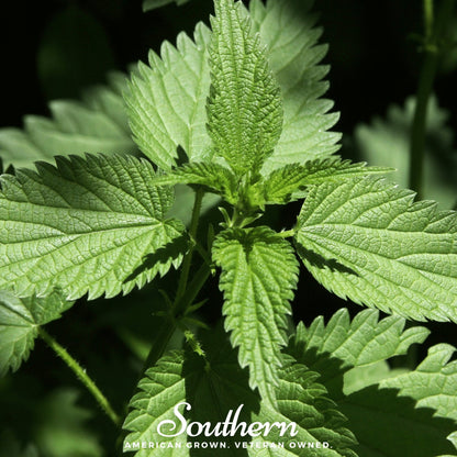 Stinging Nettle – 100 Seeds