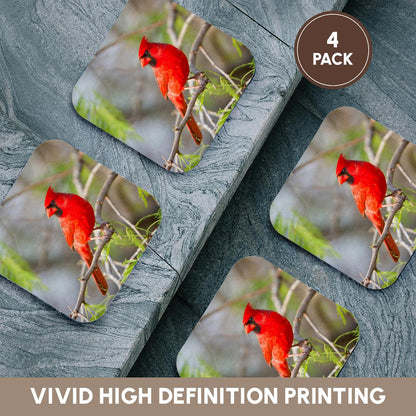 3dRose Danita Delimont - Birds - Northern Cardinal, male Starr, Texas, USA. - Coasters (cst_205899)