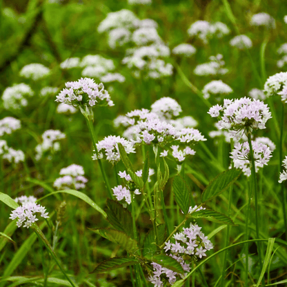 Wild Garlic – 25 Seeds