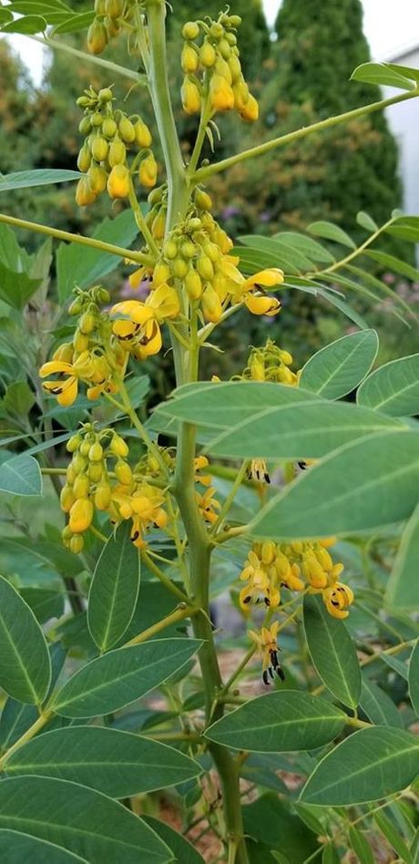Wild Senna Seeds, EastMichNatives