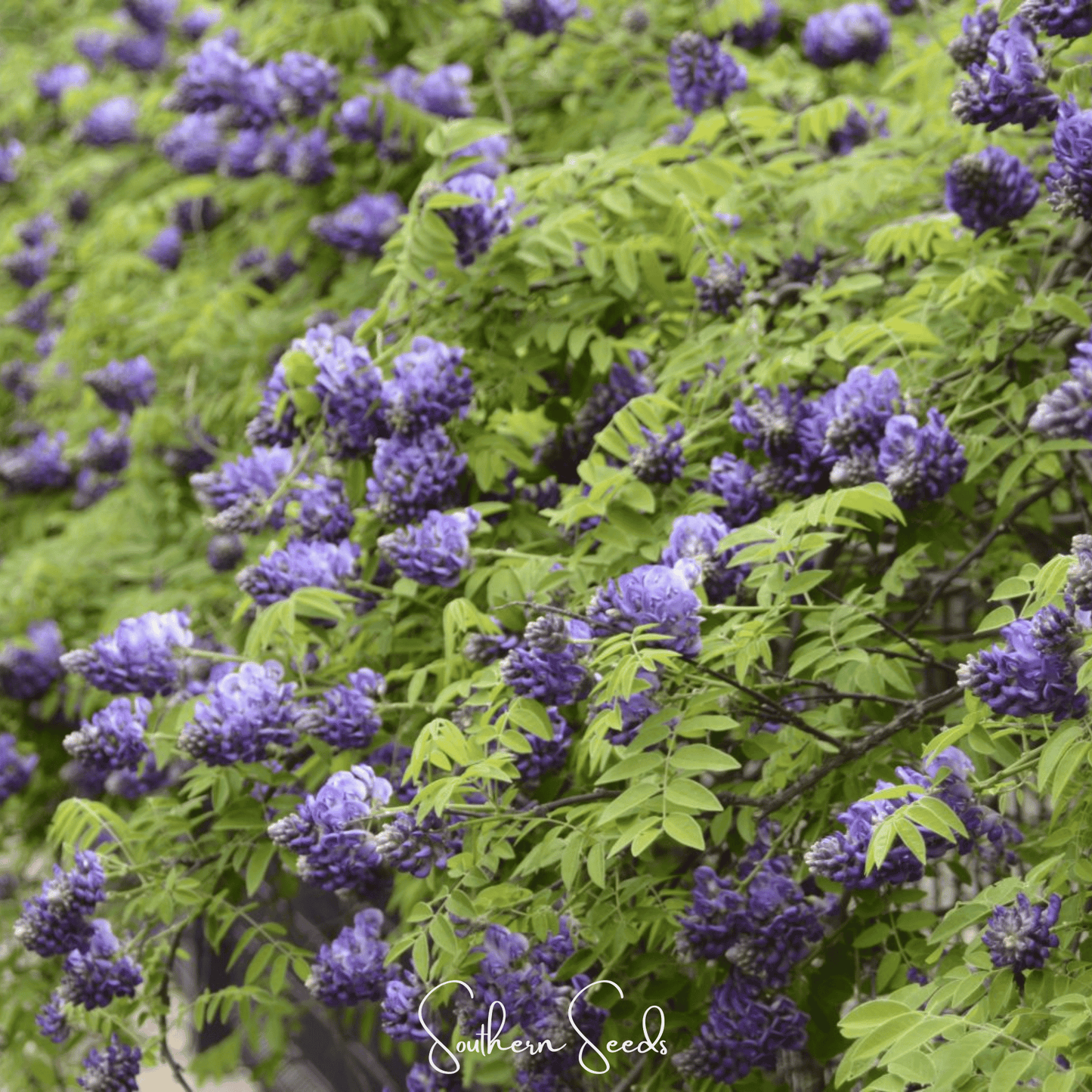 American Wisteria – 5 Seeds