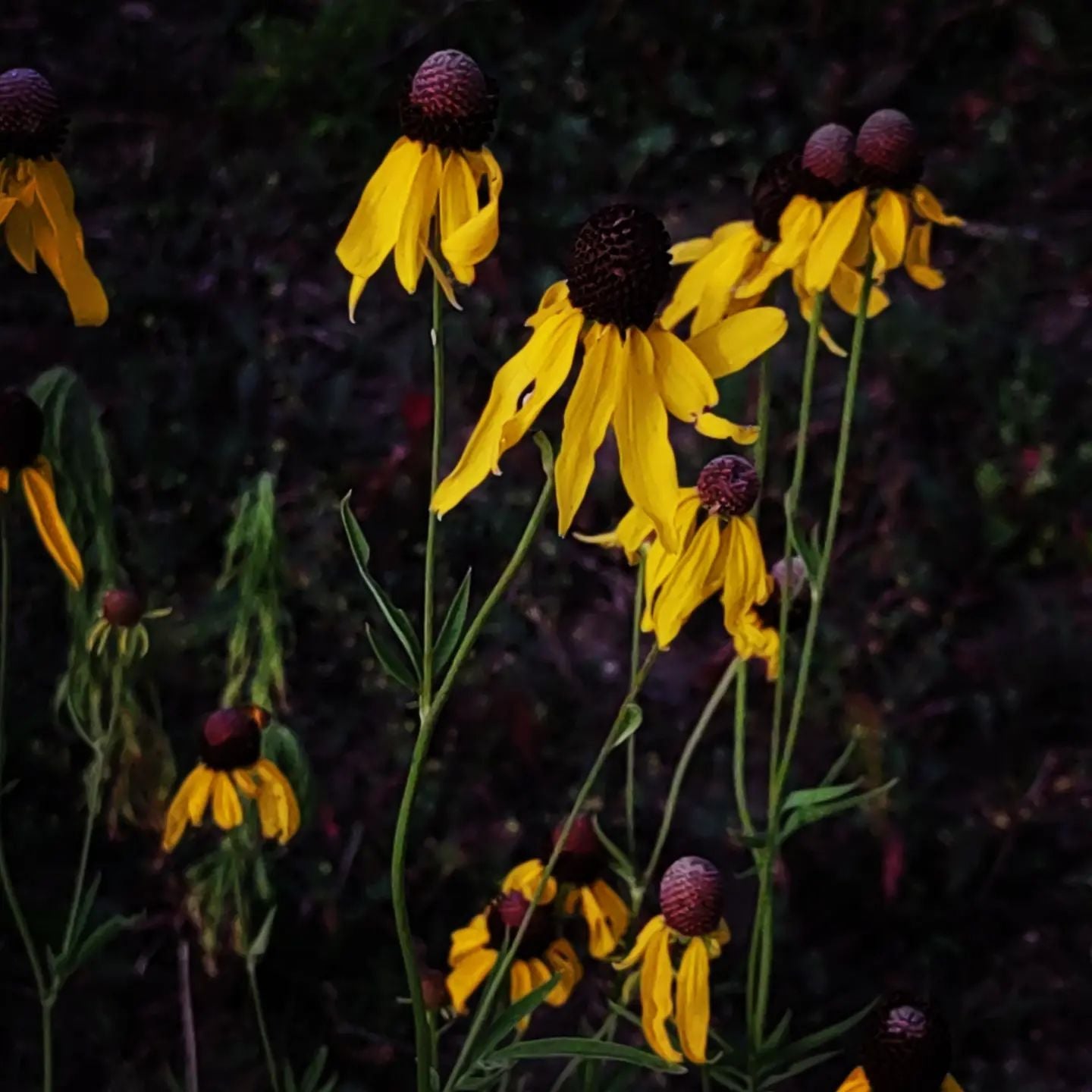 Yellow/Gray-Headed Coneflower Seeds, EastMichNatives